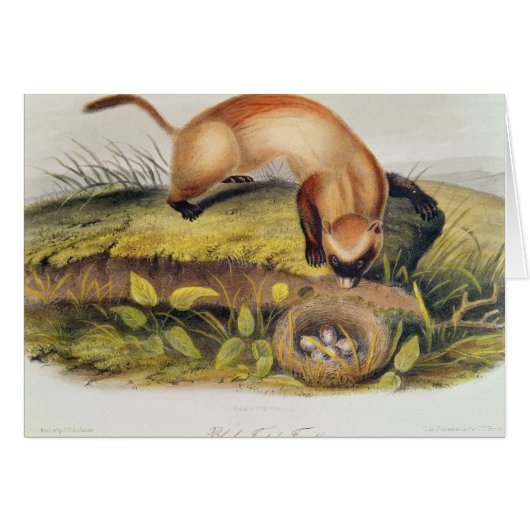 Black-footed Ferret Cards (Front Horizontal)