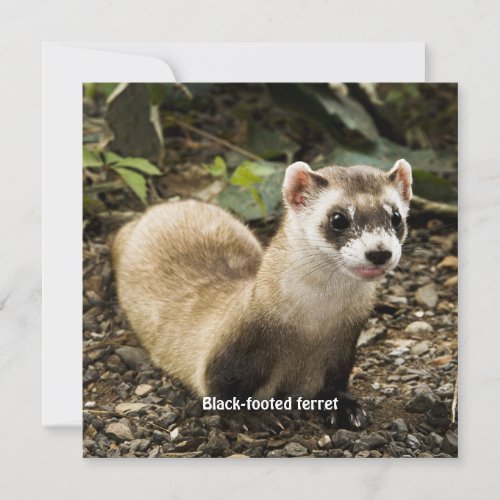 Black_Footed Ferret labeled Card