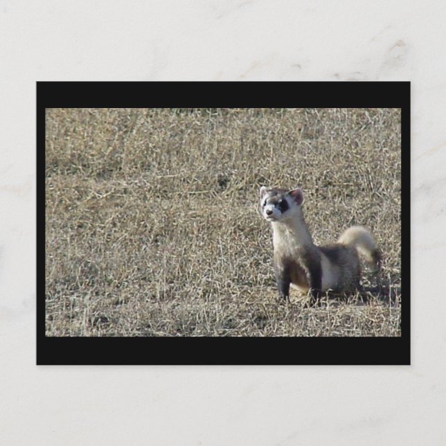 Black-Footed Ferret Postcard (Front)