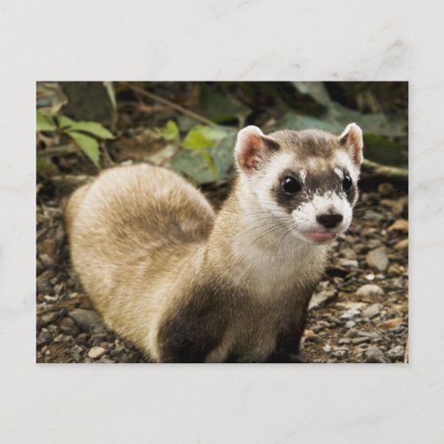 Black_Footed Ferret Postcard