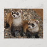 Black-Footed Ferret Wildlife Series # 7 Postcard