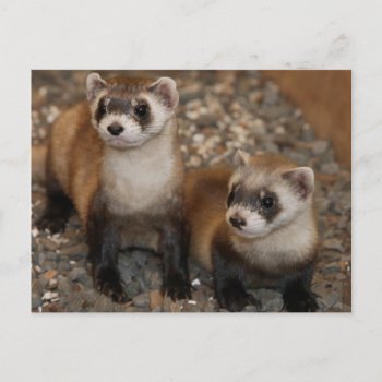 Black-footed Ferret Wildlife Series # 7 Postcard by FalconsEye at Zazzle