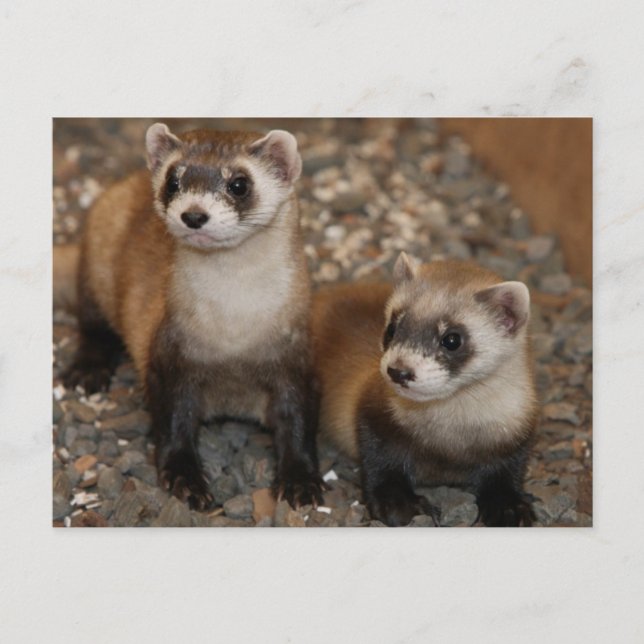 Black-Footed Ferret Wildlife Series # 7 Postcard (Front)