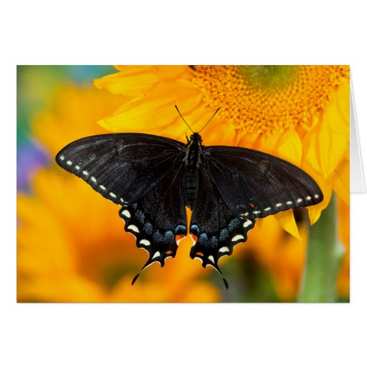 Black Form Of Eastern Tiger Cards (Front Horizontal)