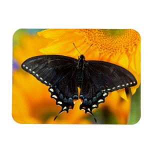 Black Form Of Eastern Tiger Magnet