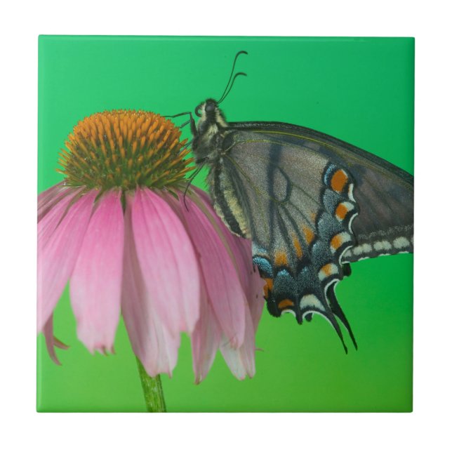 Black Form Of Eastern Tiger Swallowtail Ceramic Tile (Front)