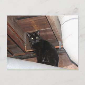Black foster kitty postcard