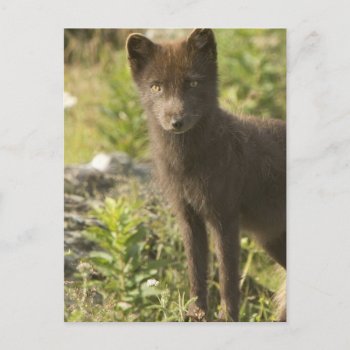 Black Fox Postcard by WildlifeAnimals at Zazzle