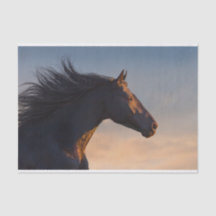 Black friesian horse at sunlight