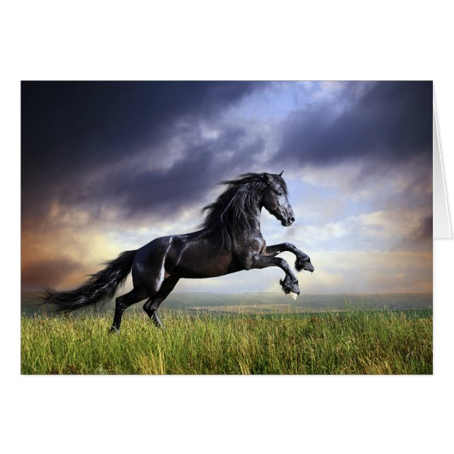 Black Friesian Horse Cards (Front Horizontal)