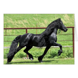 Black Friesian Horse Cards