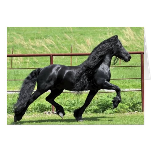 Black Friesian Horse Cards (Front Horizontal)