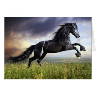 Black Friesian Horse Cards