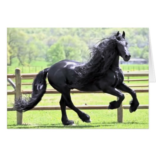 Black Friesian Horse Cards (Front Horizontal)
