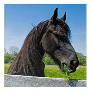 black Friesian horse eating grass Acrylic Print