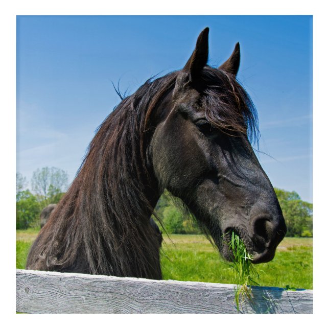 black Friesian horse eating grass Acrylic Print (Front)