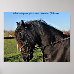 Black Friesian Horse famous horse quote poster