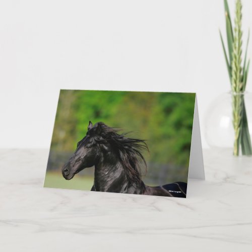 Black Friesian Horse Stallion Headshot Card