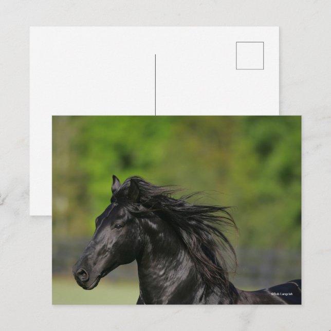 Black Friesian Horse Stallion Headshot Postcard (Front/Back)