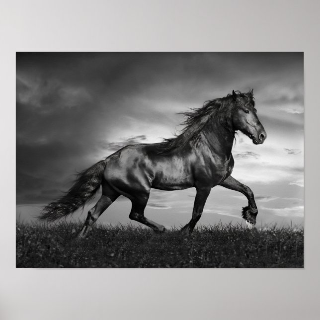 Black Friesian Stallion Prancing Through Field Poster (Front)