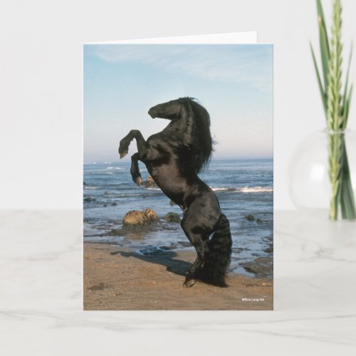 Black Friesian Stallion Rearing On Beach Card