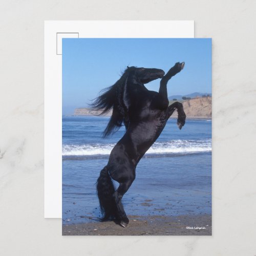 Black Friesian Stallion Rearing On Beach Postcard