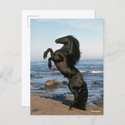 Black Friesian Stallion Rearing On Beach Postcard