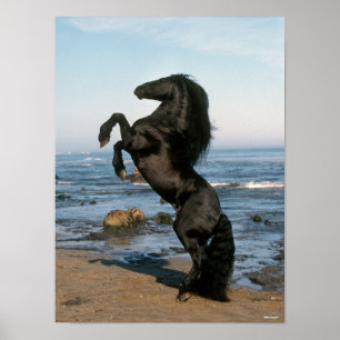 Black Friesian Stallion Rearing On Beach Poster