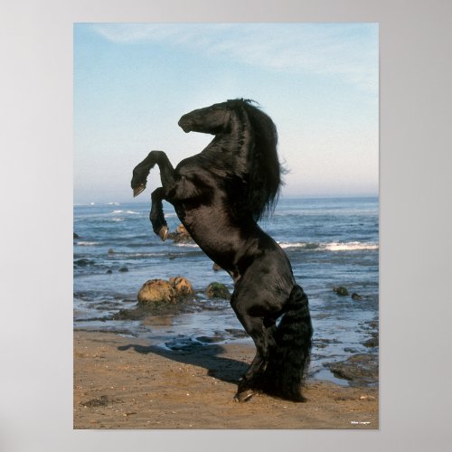 Black Friesian Stallion Rearing On Beach Poster