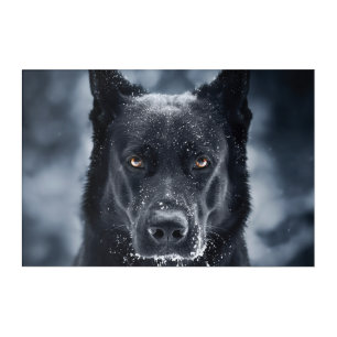 Black German Shepherd Acrylic Print