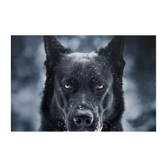 Black German Shepherd Acrylic Print (Front)