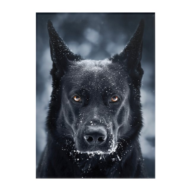 Black German Shepherd Acrylic Print (Front)