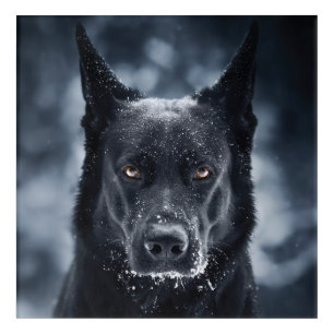 Black German Shepherd Acrylic Print