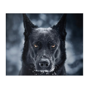 Black German Shepherd Acrylic Print