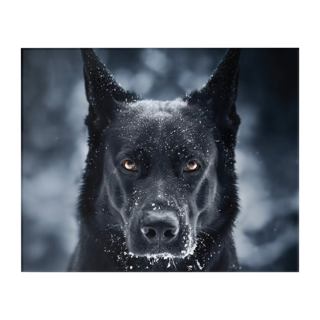 Black German Shepherd Acrylic Print (Front)
