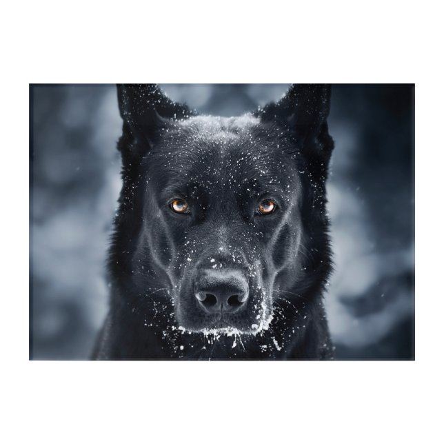 Black German Shepherd Acrylic Print (Front)
