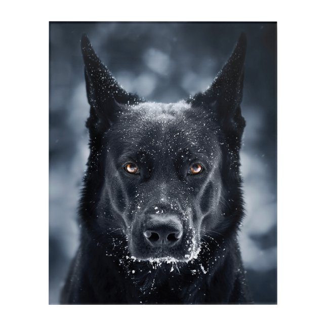 Black German Shepherd Acrylic Print (Front)