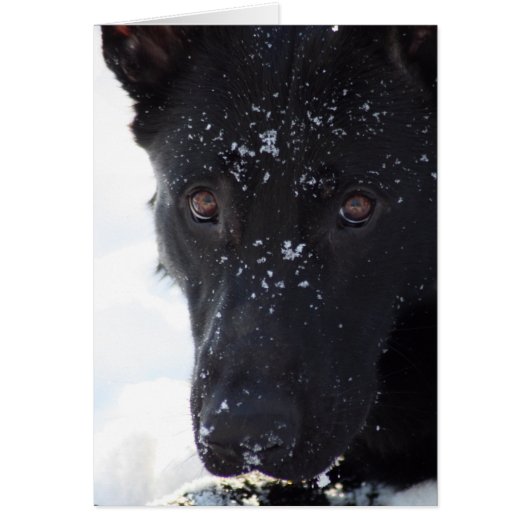 Black German Shepherd Cards (Front)