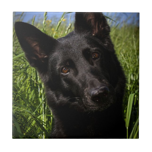 black german shepherd ceramic tile (Front)