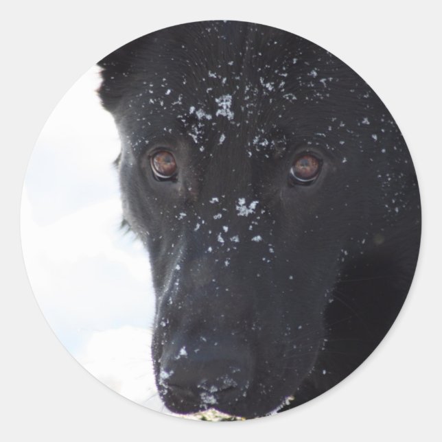 Black German Shepherd Classic Round Sticker (Front)