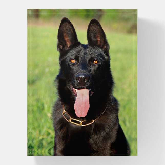 Black German Shepherd Dog - GSD Puppy Paperweight (Vertical)