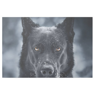Black German Shepherd Gallery Wrap