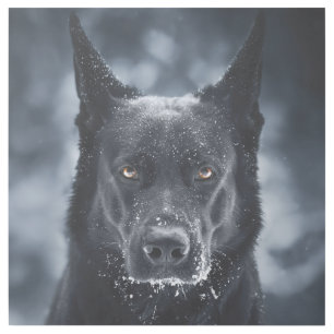 Black German Shepherd Gallery Wrap