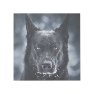 Black German Shepherd Gallery Wrap