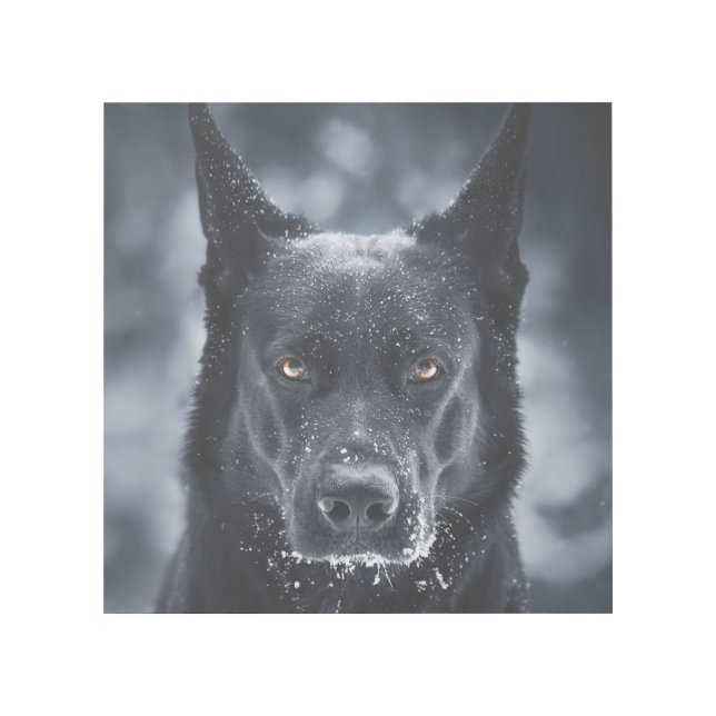 Black German Shepherd Gallery Wrap (Front)