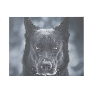 Black German Shepherd Gallery Wrap