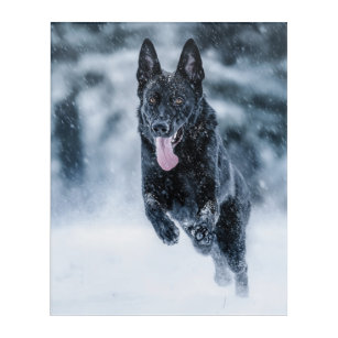 Black German Shepherd in snow Duvet Cover Acrylic Print