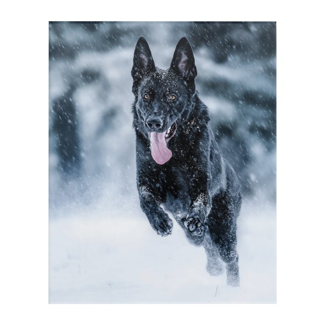 Black German Shepherd in snow Duvet Cover Acrylic Print (Front)