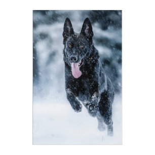 Black German Shepherd in snow Duvet Cover Acrylic Print