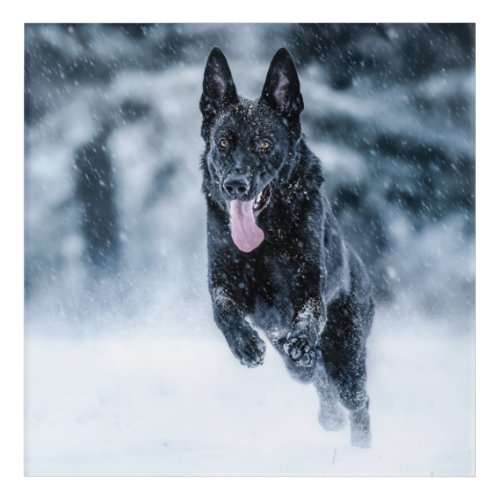 Black German Shepherd in snow Duvet Cover Acrylic Print